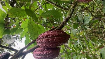 Imagen cacao en Ecuador