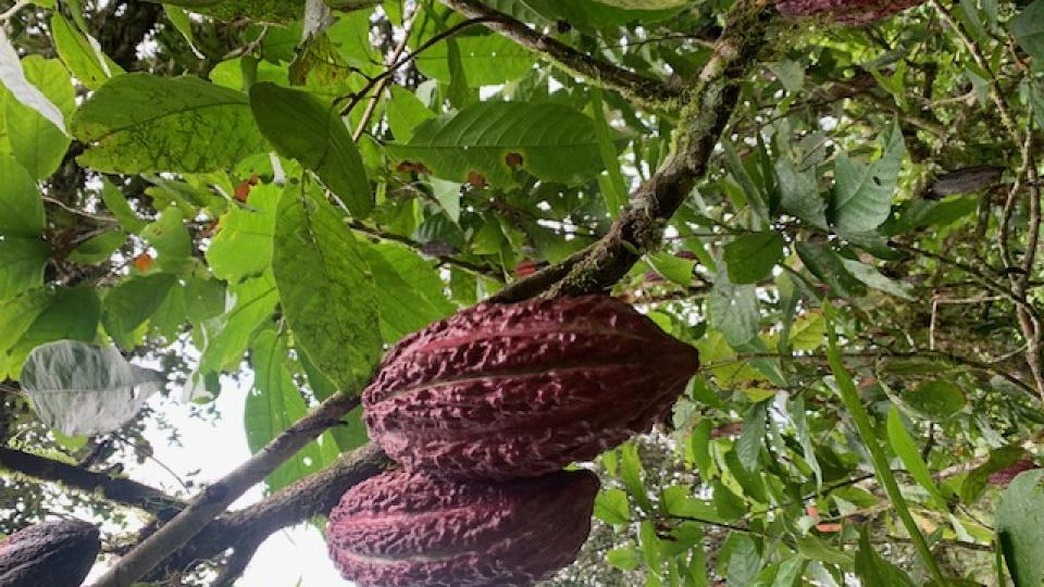Imagen cacao en Ecuador