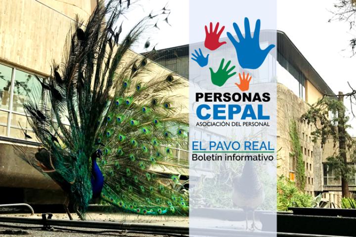 Revista Pavo Real